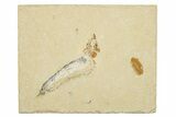 Cretaceous Fossil Fish (Scombroclupea?) - Lebanon #258871-1